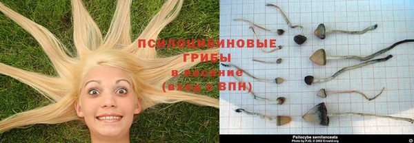 ПСИЛОЦИБИНОВЫЕ ГРИБЫ Алексин